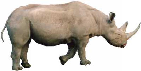 Rhino for Android