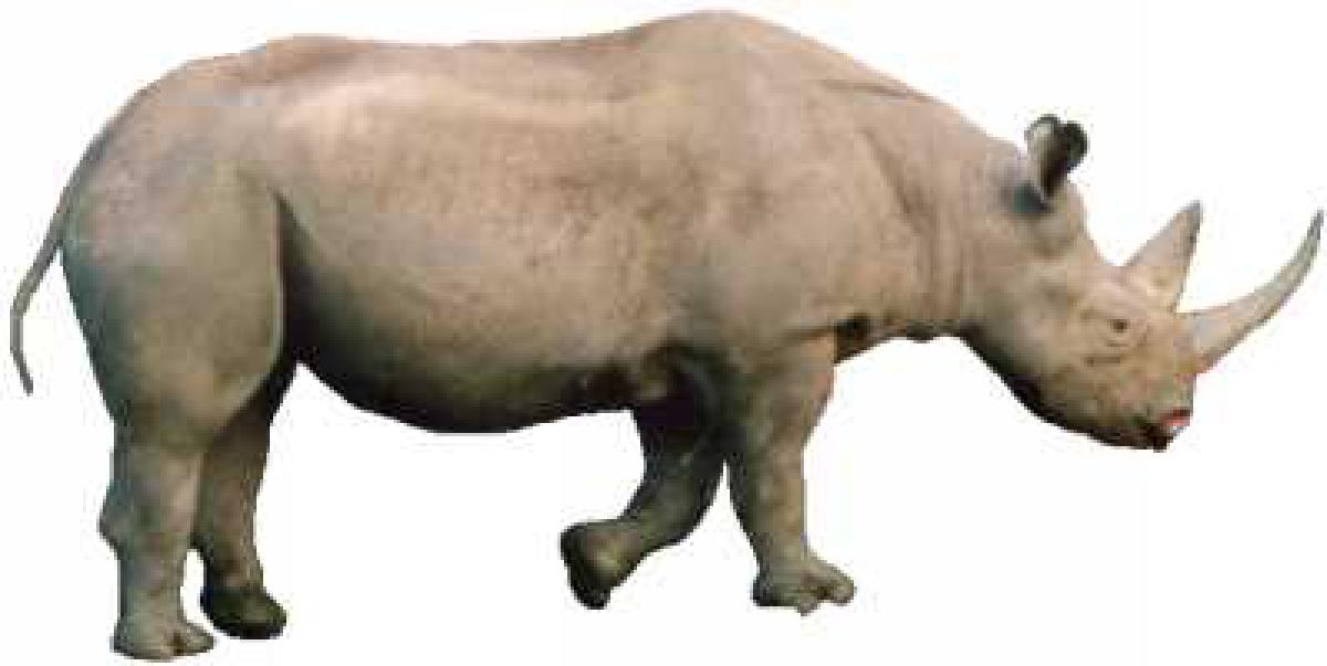 Featured image for Rhino for Android